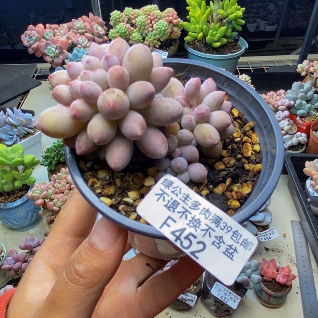 452香水手指奶多肉7cm