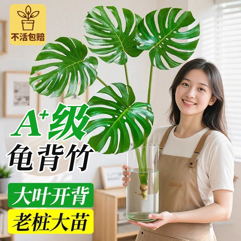 【坏了包赔】80-90cm龟背竹水培绿植净化空气办公客厅室内大叶绿植