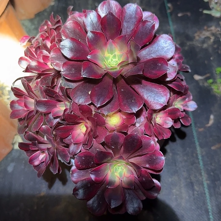 美杜莎捧花，后面路上，单拍