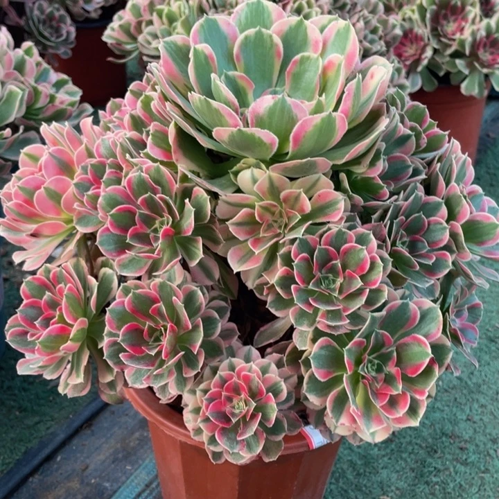 538七彩石精品法师多肉