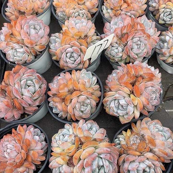 粉皮石榴籽星影177