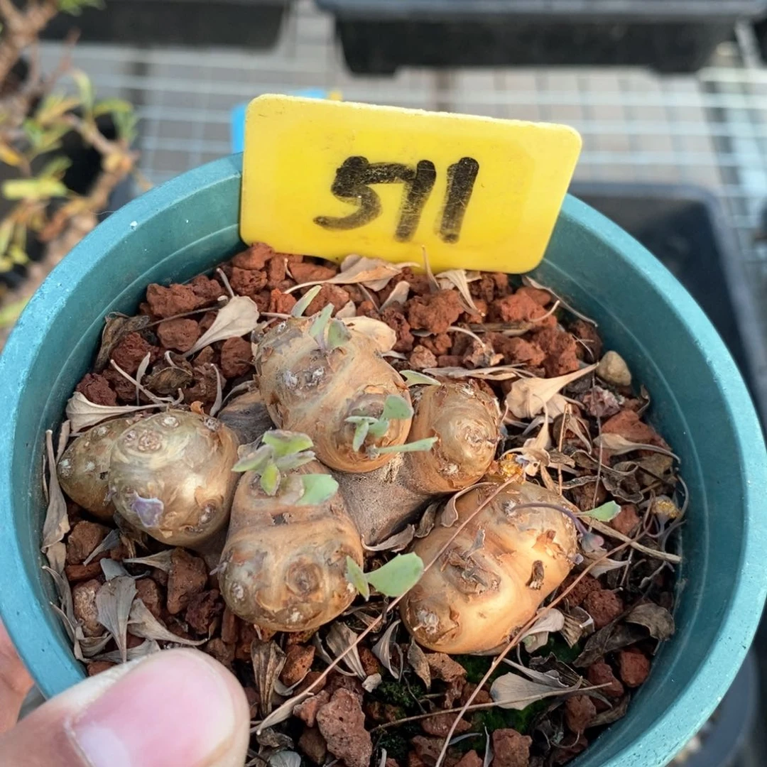 产地格加厚敦菊多肉植物