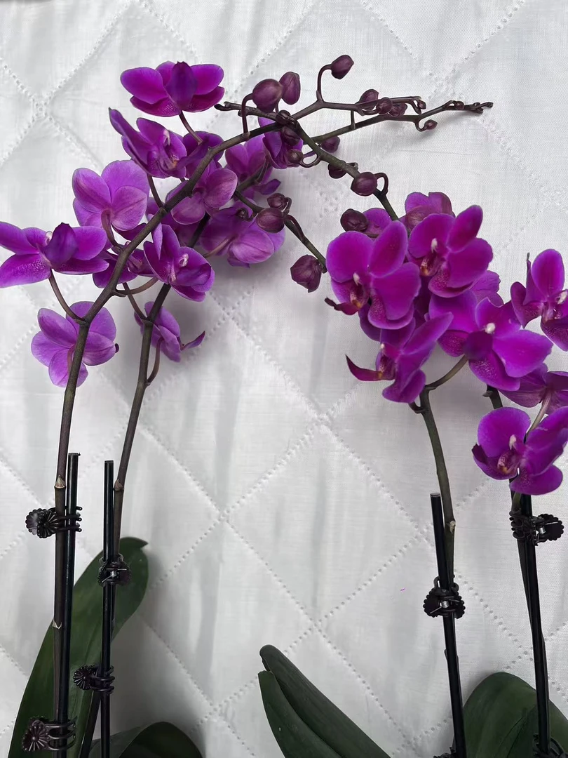 海强蝴蝶兰 鲜花《满天红》带花带苞昆明源头基地直发