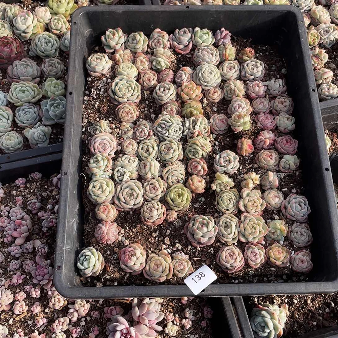 小***芋138。 定。