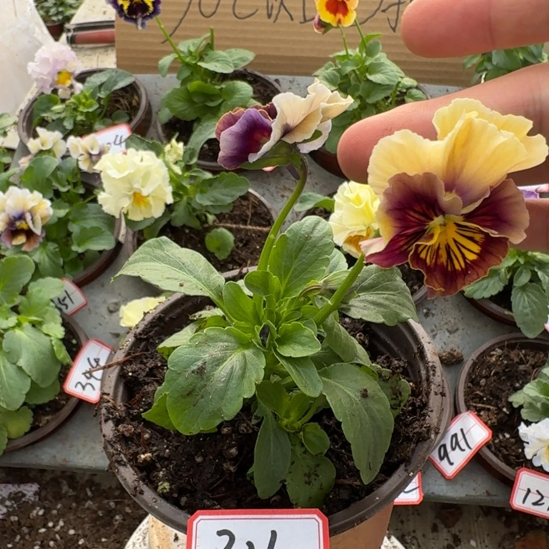 大部分花苞少量开放316