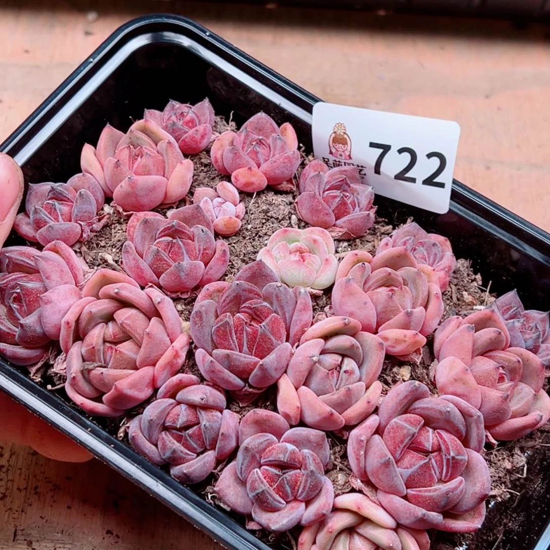 当前无花朵，栽培后可花朵