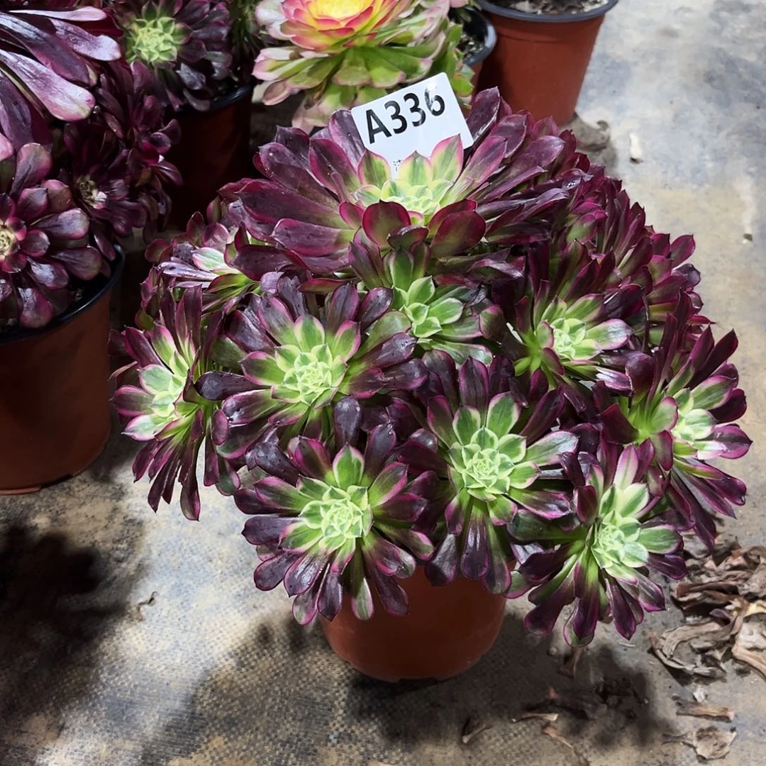 多肉植物天合336多肉