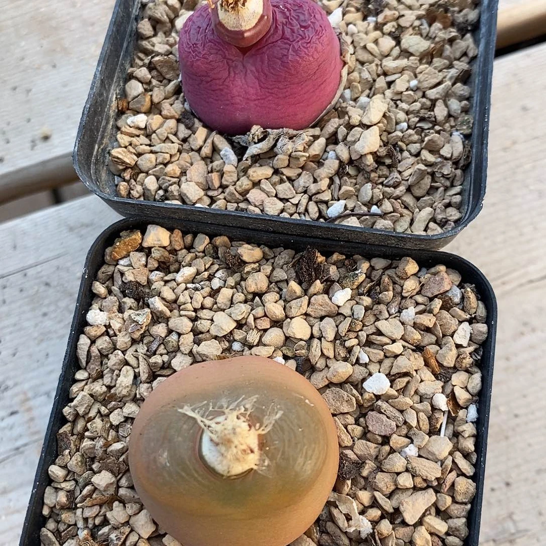 189大母本两颗一组带盆