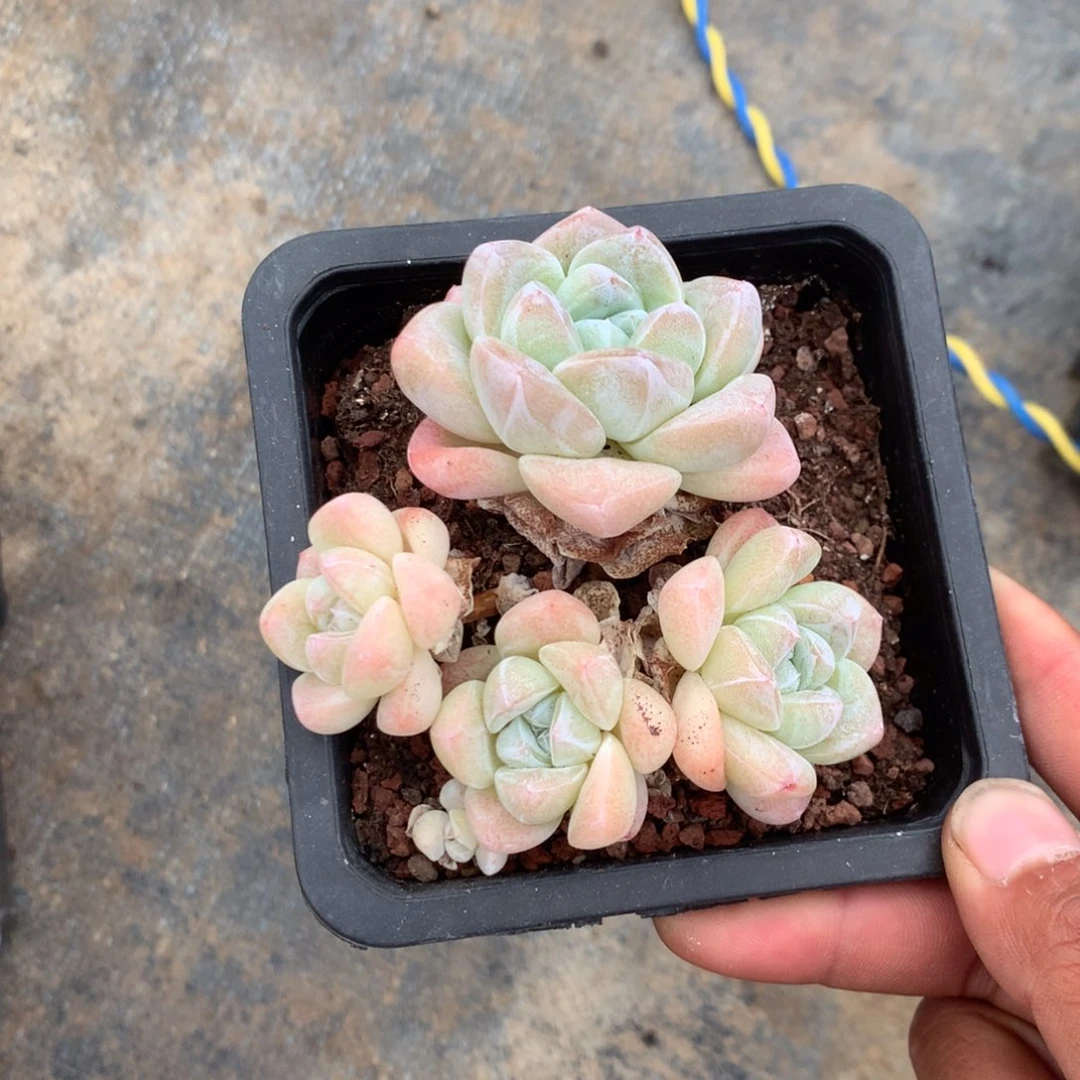 你也快回来吃饭哈