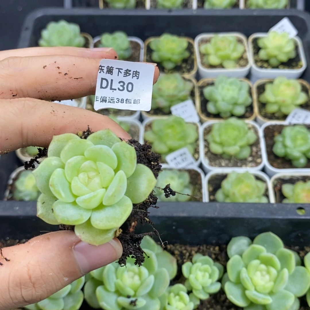 菜***的30东篱下多肉植物哈哈哈