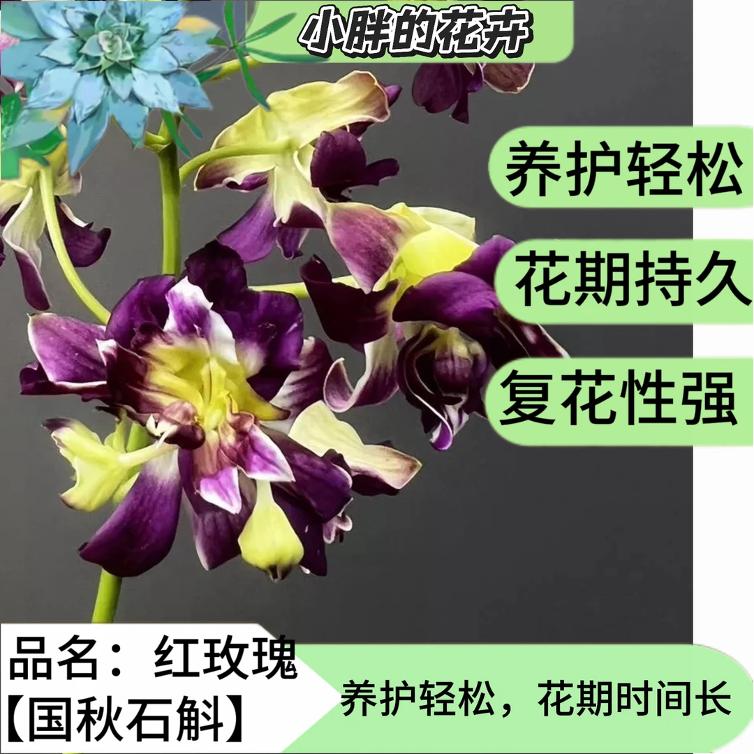 【小胖】秋石斛《红玫瑰》石斛兰盆栽栽培花卉基地直发植物