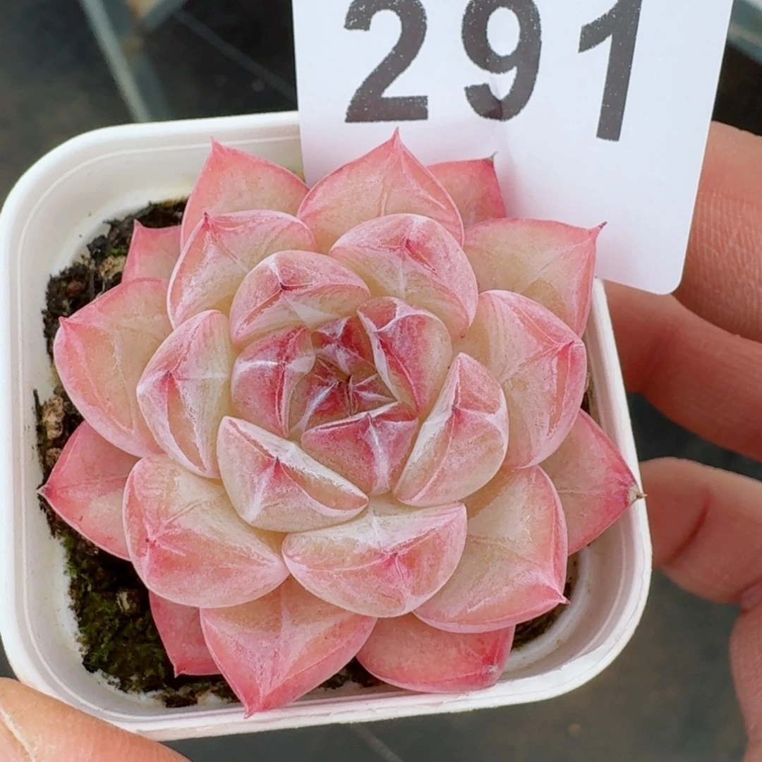 钻石珍妮      愿你一路坦途，乘风破浪展宏图