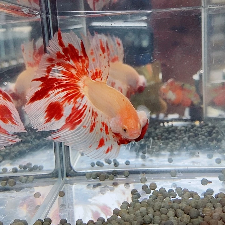 猪***喵斗鱼黑115号巨斗半月