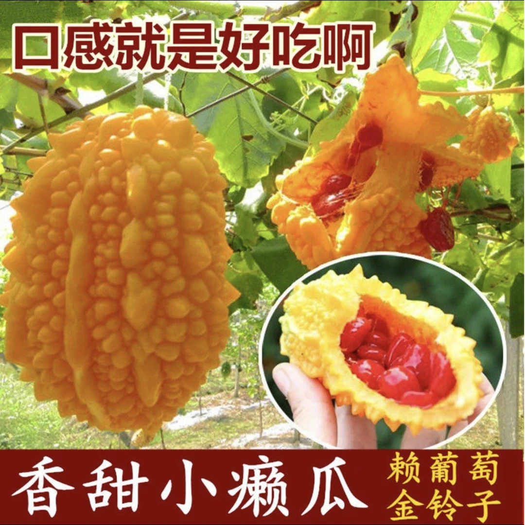 【癞葡萄种子】家庭阳台小院花盆四季可种盆栽地栽