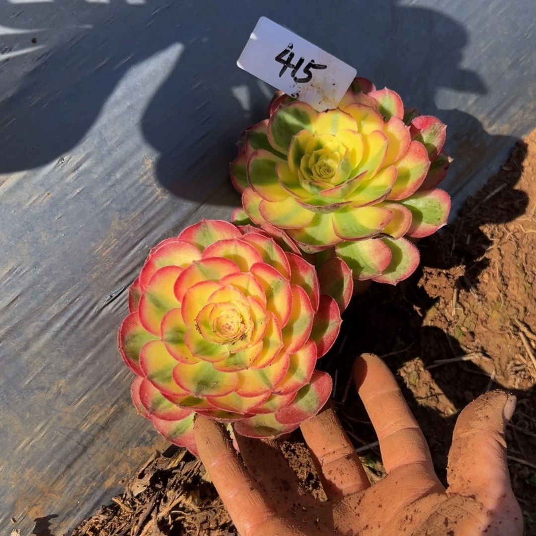 多肉植物415脱土两颗