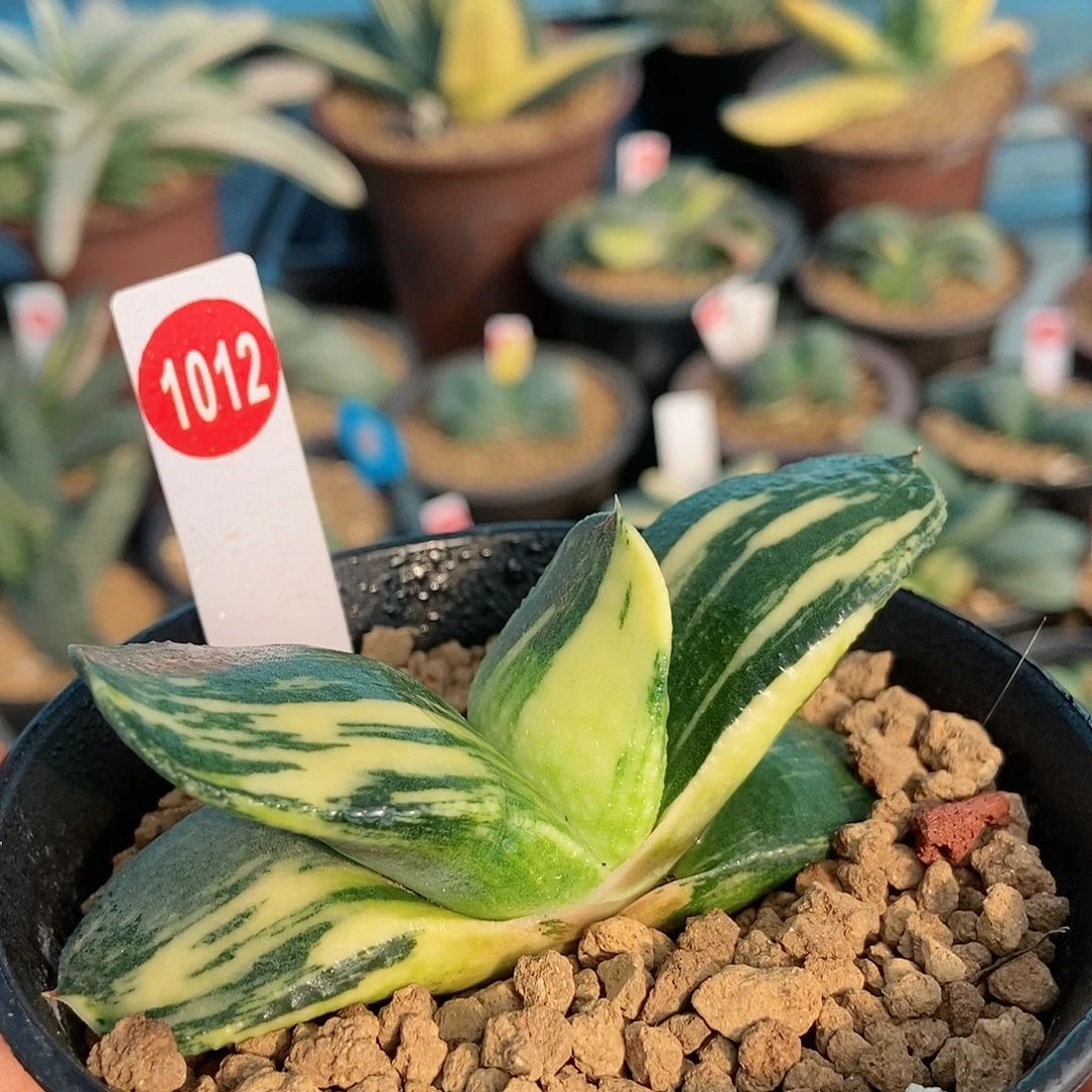 1012卧牛实生锦带盆发货