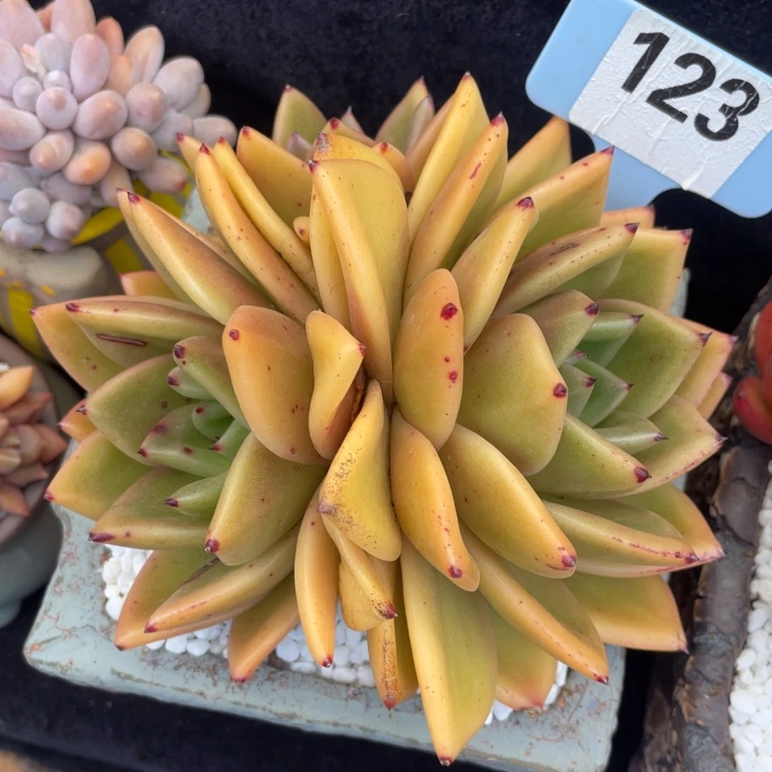 多肉植物盆栽多肉植物