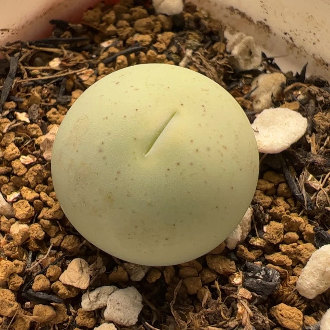 多肉植物百科46号