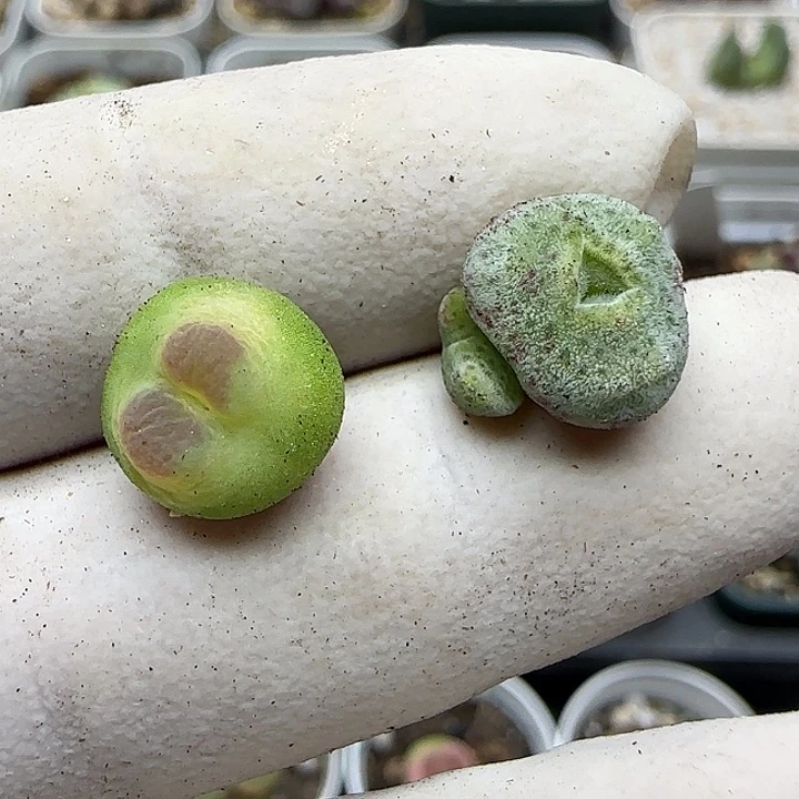 ****力344福利福利福利福利