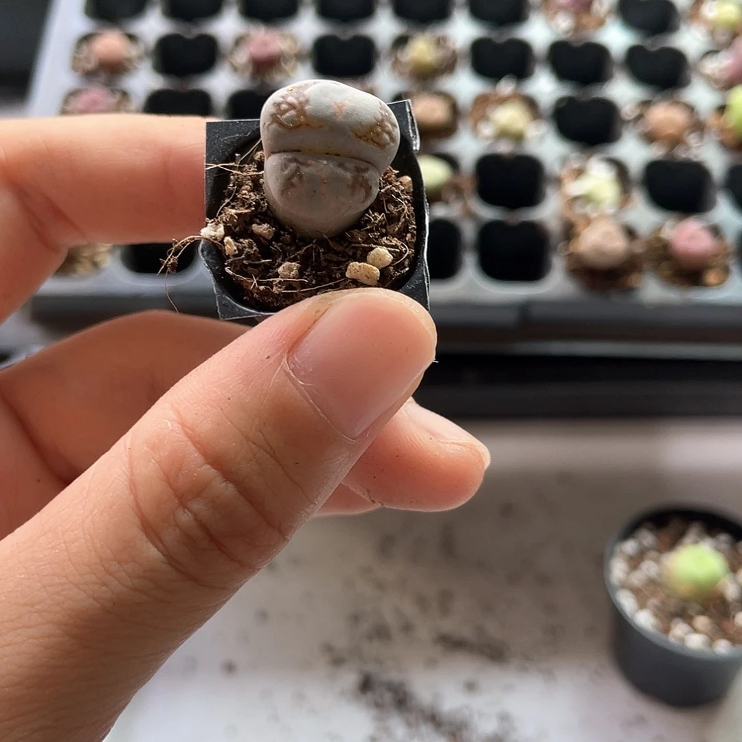 上**山3807大棚清仓甩卖了