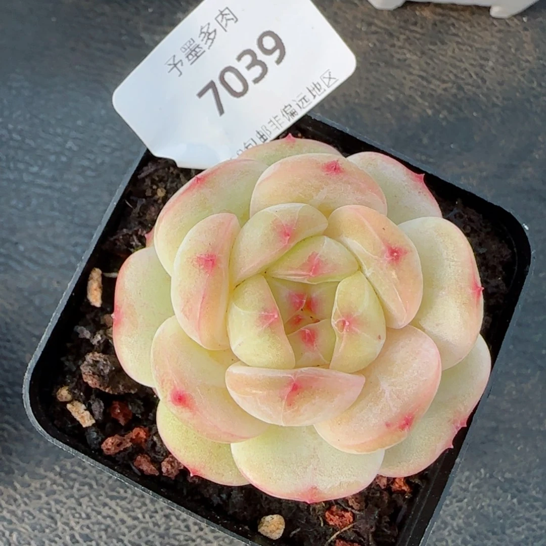 孤品珍妮，7039多肉植物