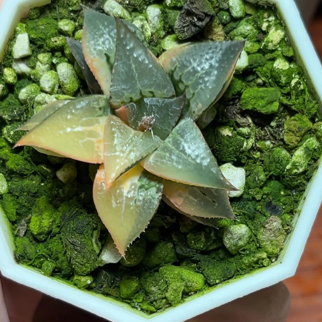 恭喜发财大吉大利0147