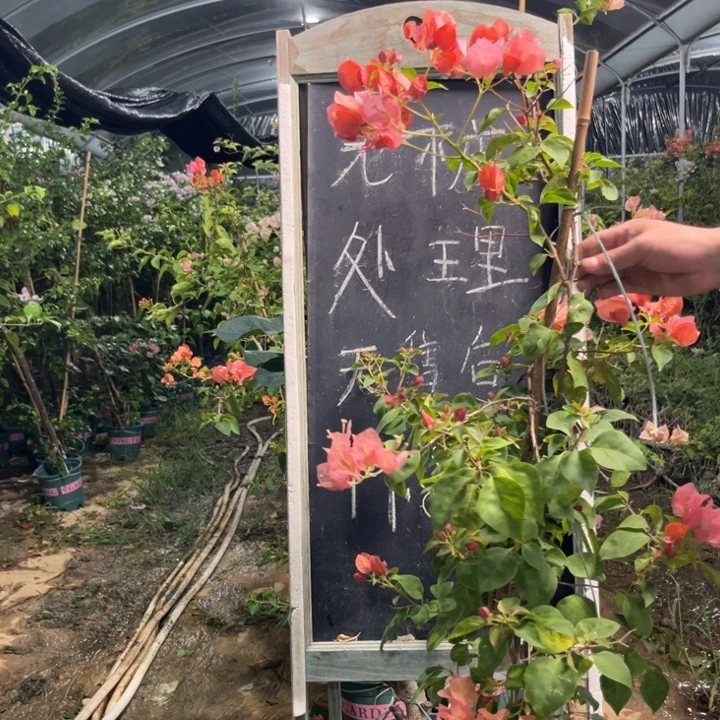 无花朵三角梅三角梅260