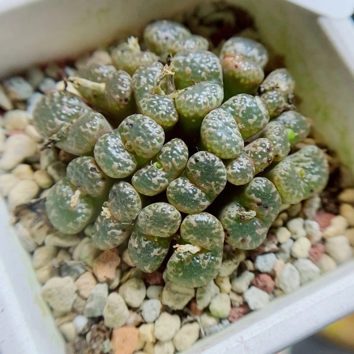 生石花花花花花花花花349