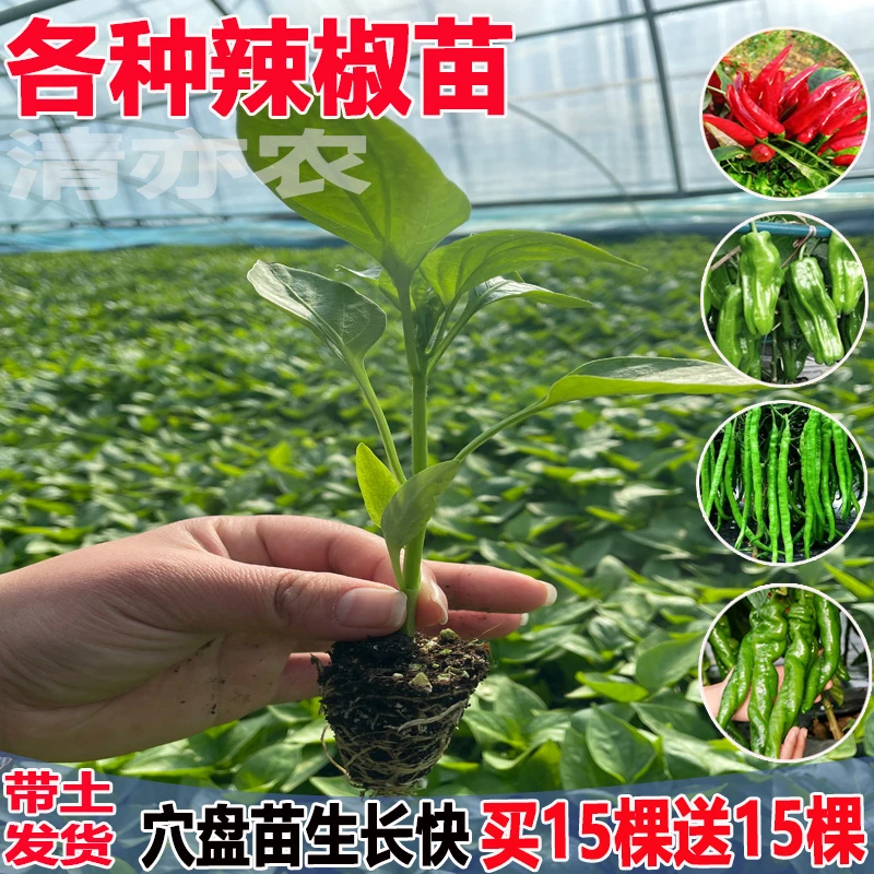 辣椒苗高产蔬菜苗薄皮椒苗长线椒苗螺丝椒苗朝天椒苗牛角椒苗四季