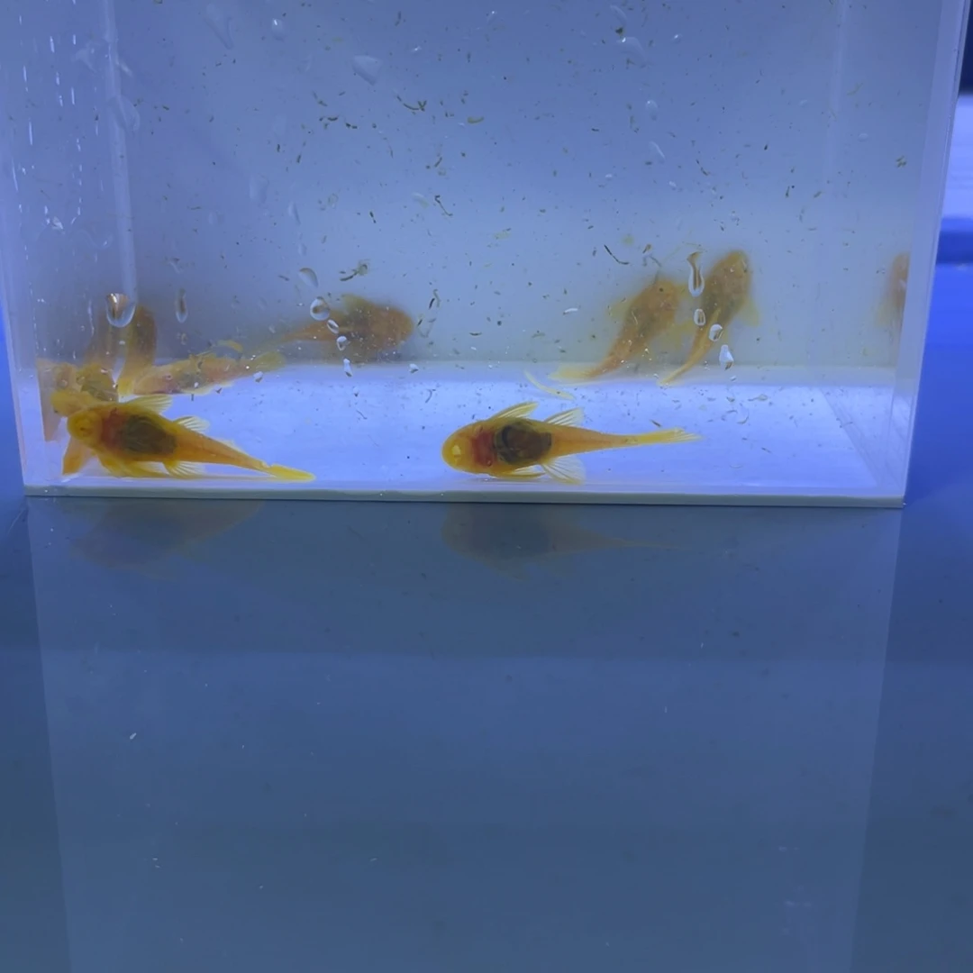 孔雀鱼胡子十条开箱视频报损