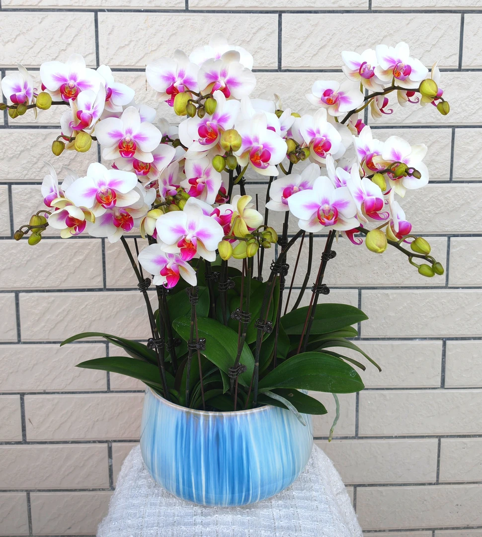 蝴蝶兰[小婚纱]中花型紫粉色花舌白色花瓣清新优雅