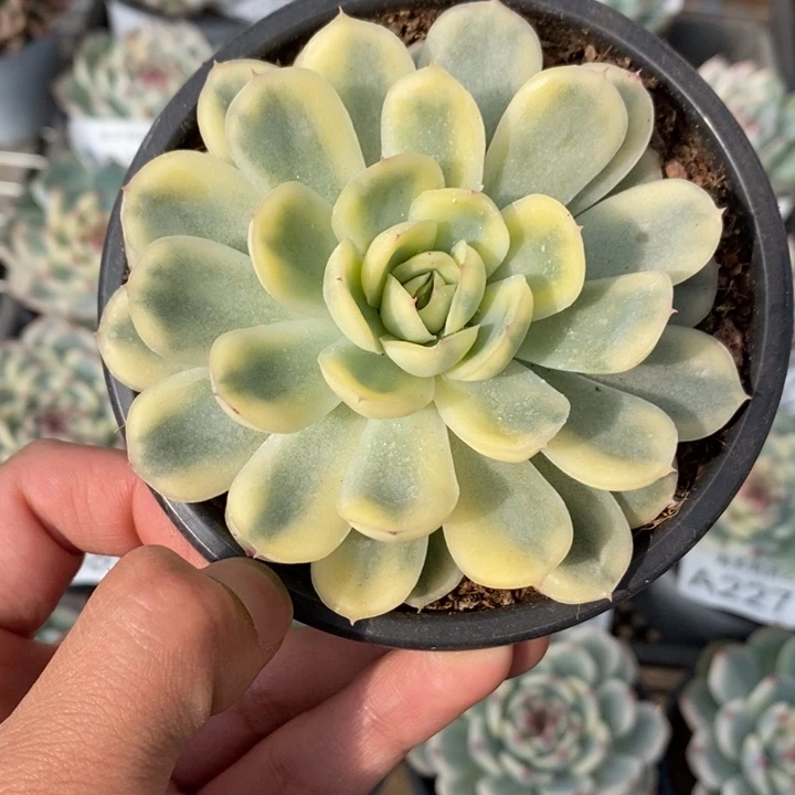 草莓冰多肉植物A2285