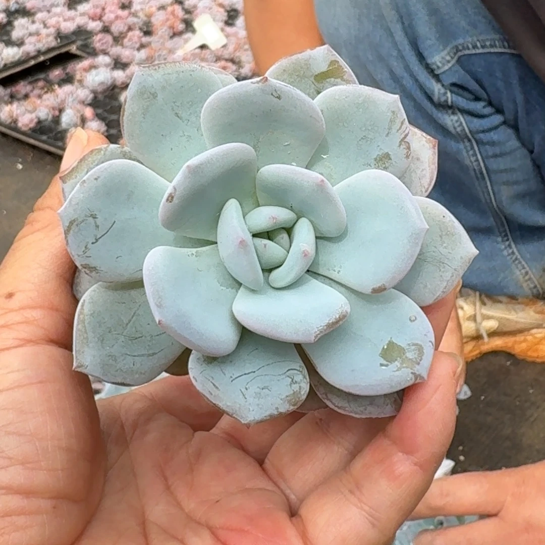 雪天使绿菜5厘米5棵，不售后