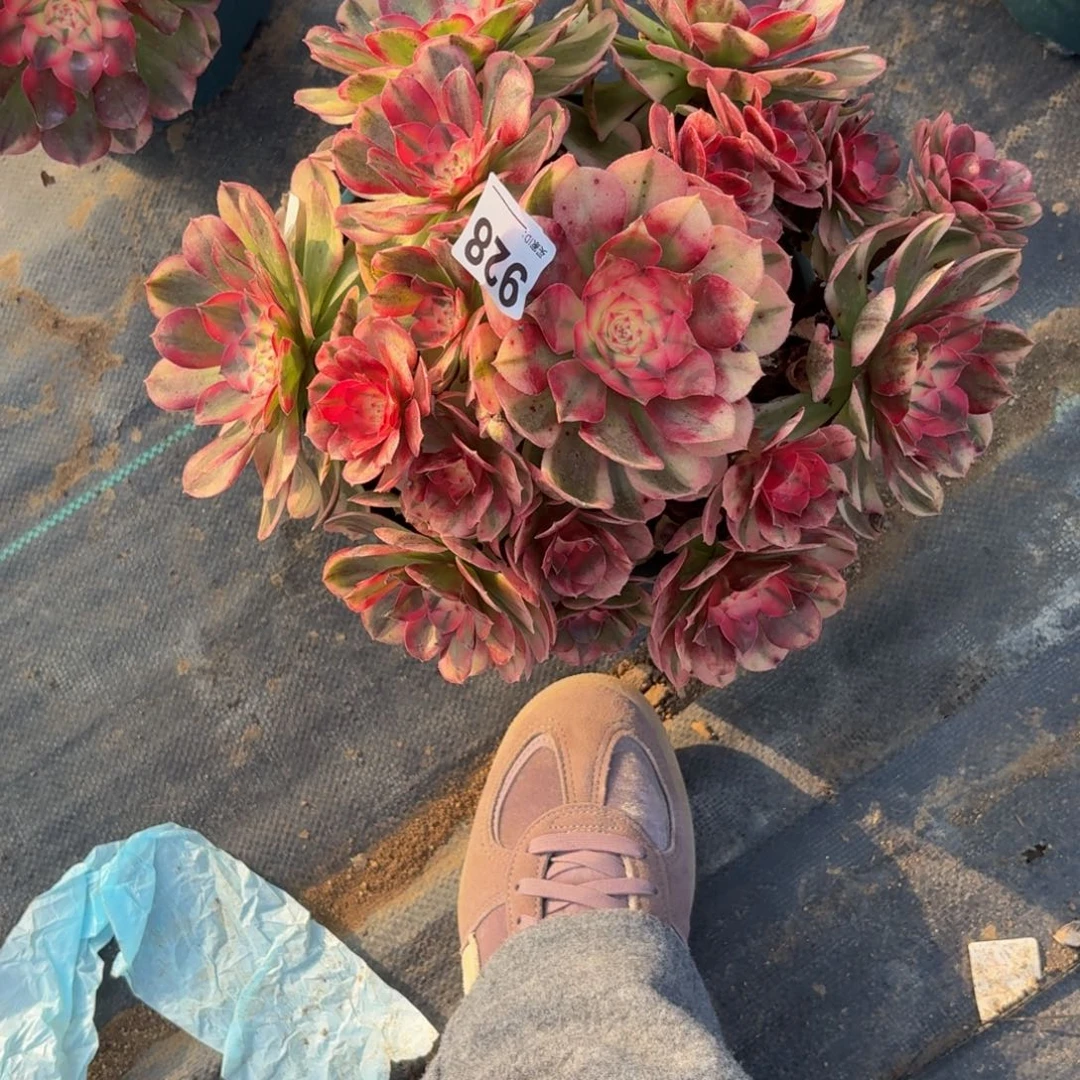 928大机制多肉植物