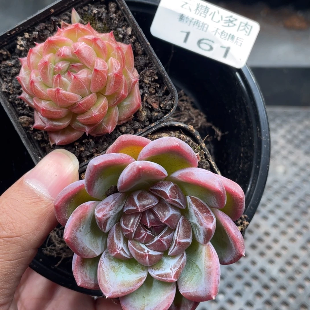 云糖心多肉植物161