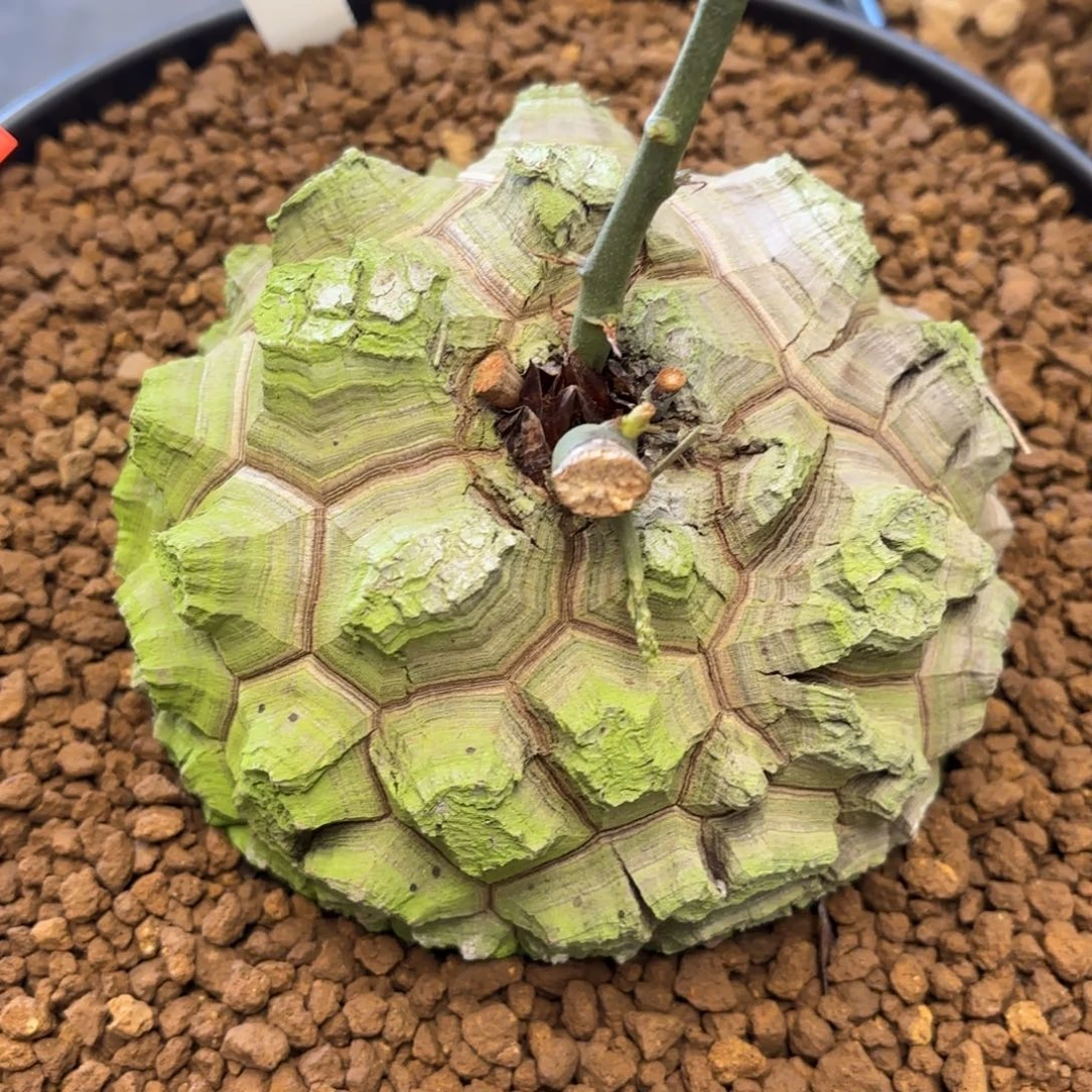 2505号龟甲龙带盆包邮尺寸12