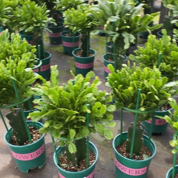 当前无花栽培后可以开花849嫁接050