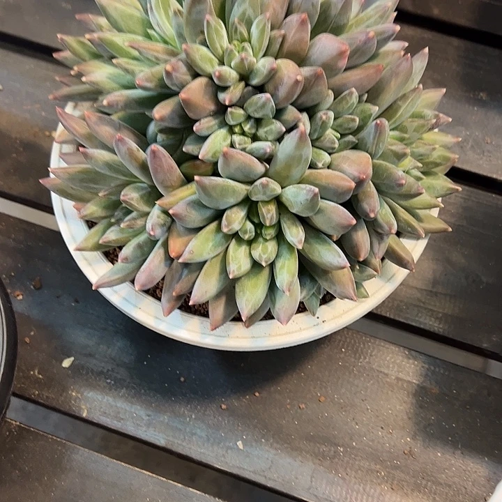 多****重楼一颗肉肉看看