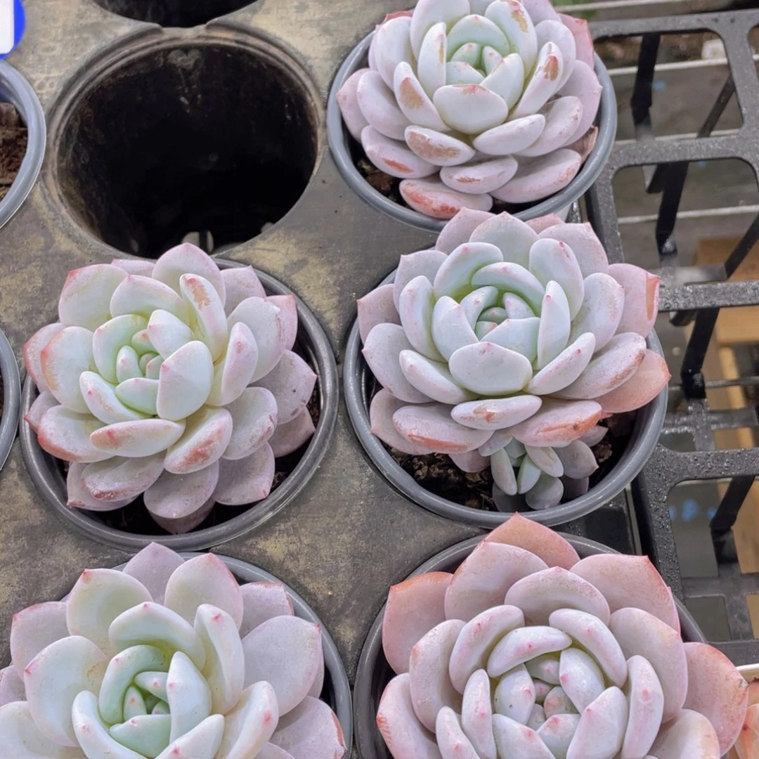 187号宽叶雪花橙单头一个