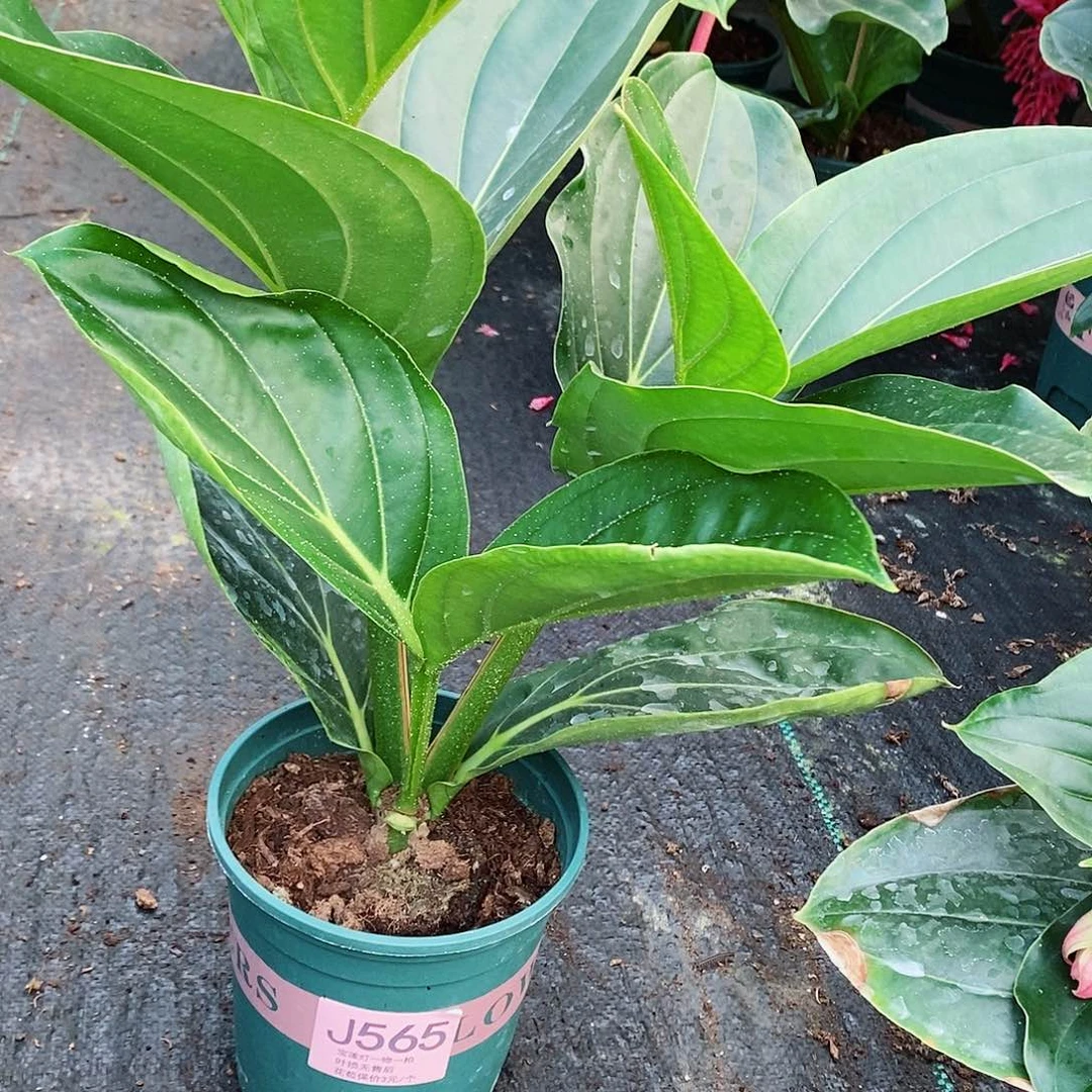 无花朵大**✌木本花卉565