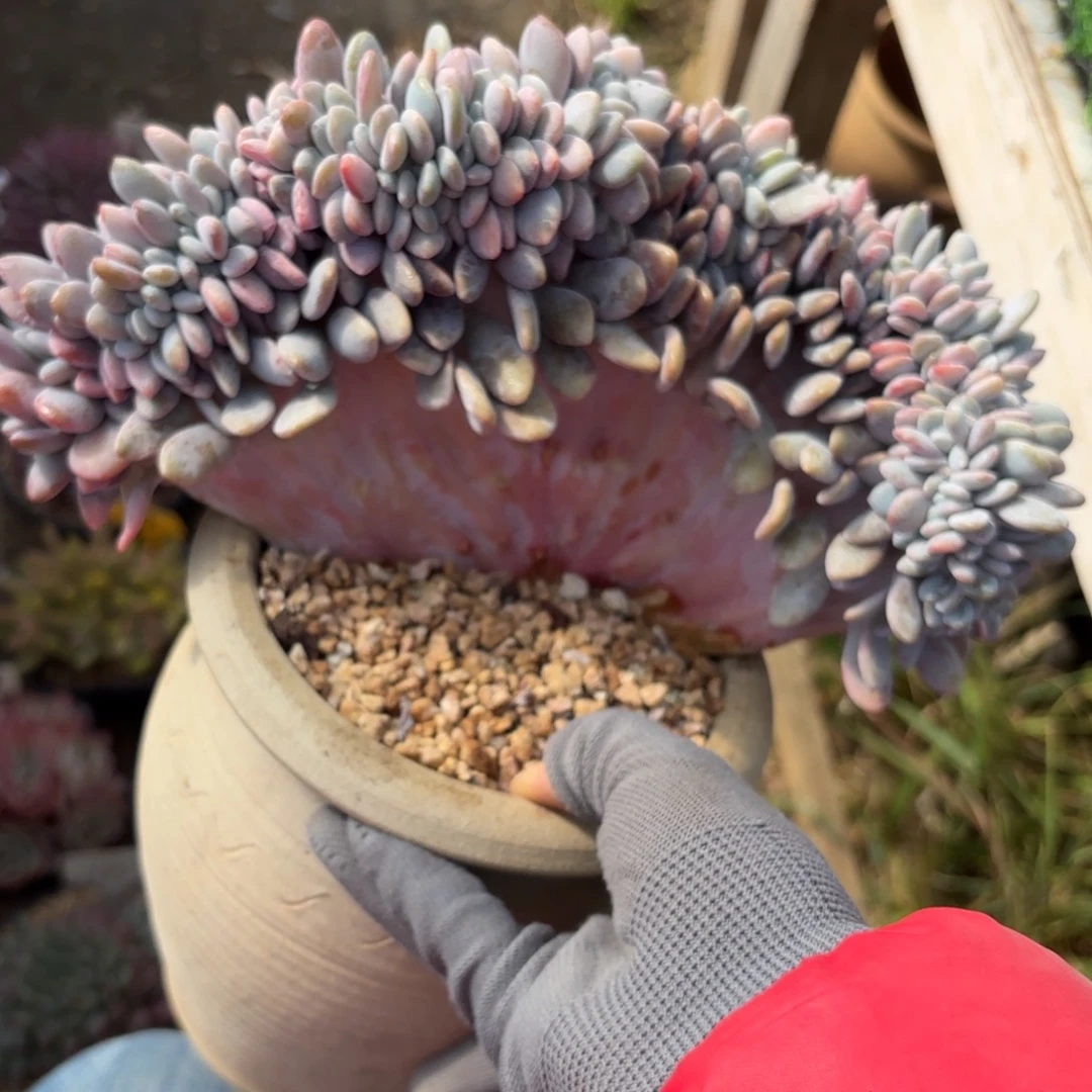 粉兔缀88888888888