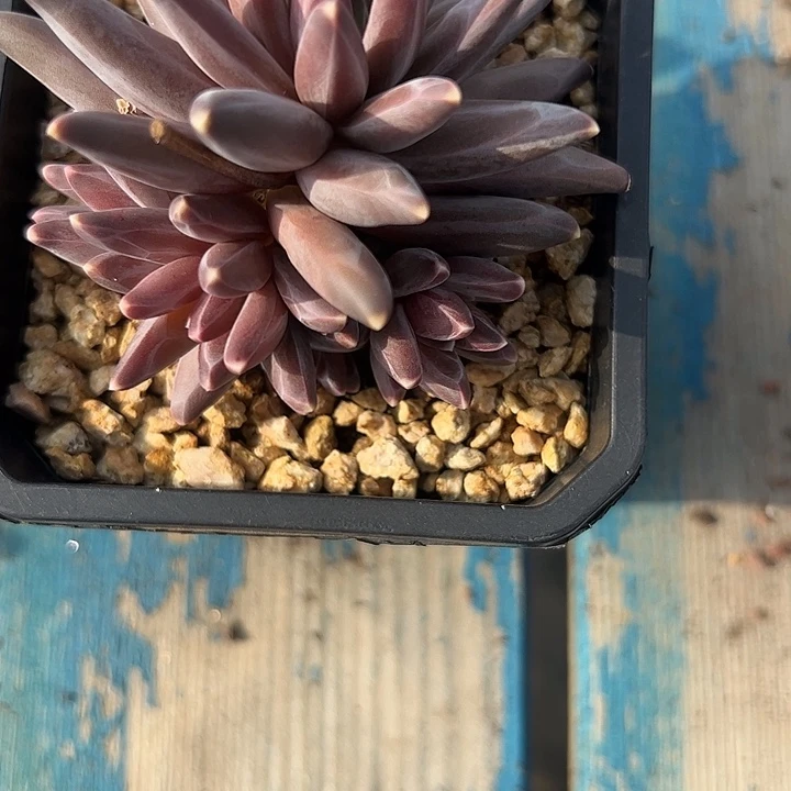 倩****乌拉克拉杂交111111