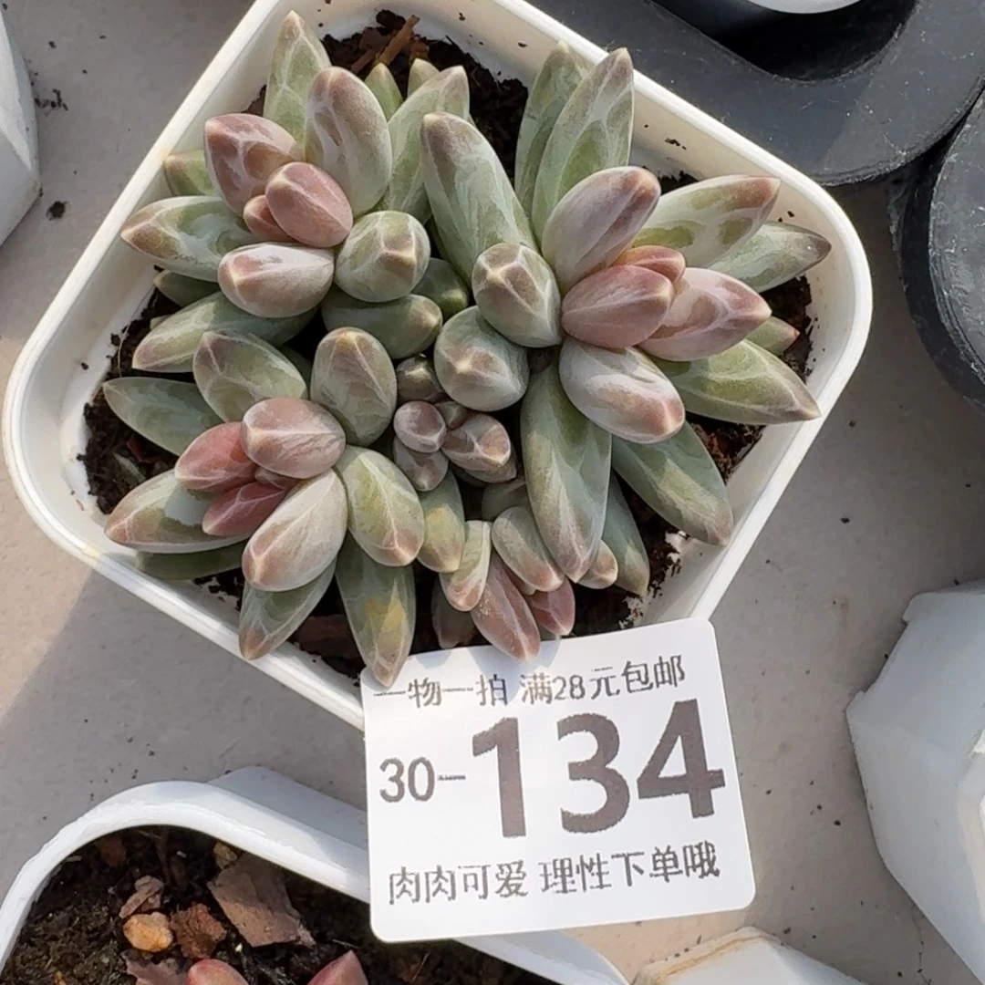 乌拉克拉整群无盆土发货