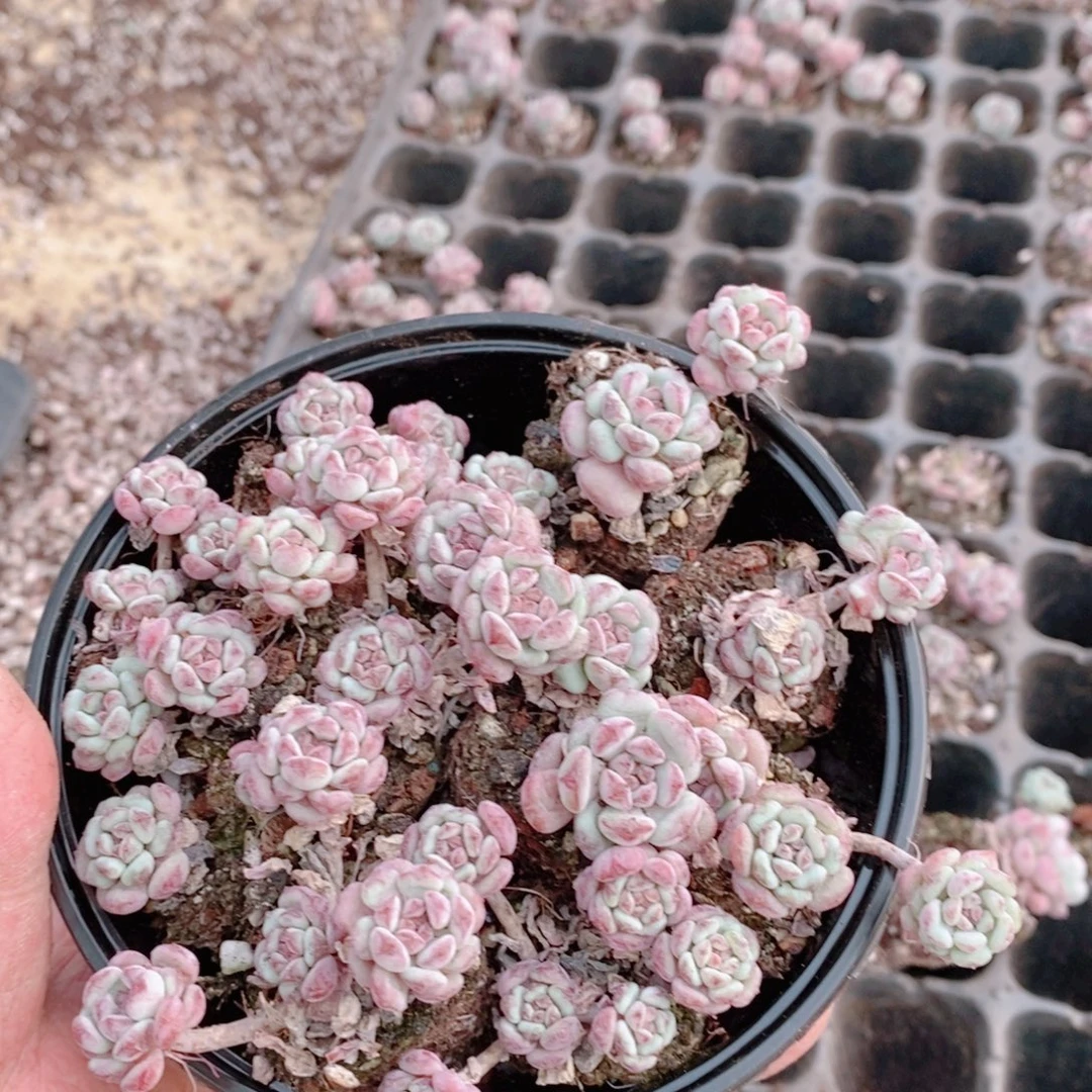 多肉植物精品切糕B383