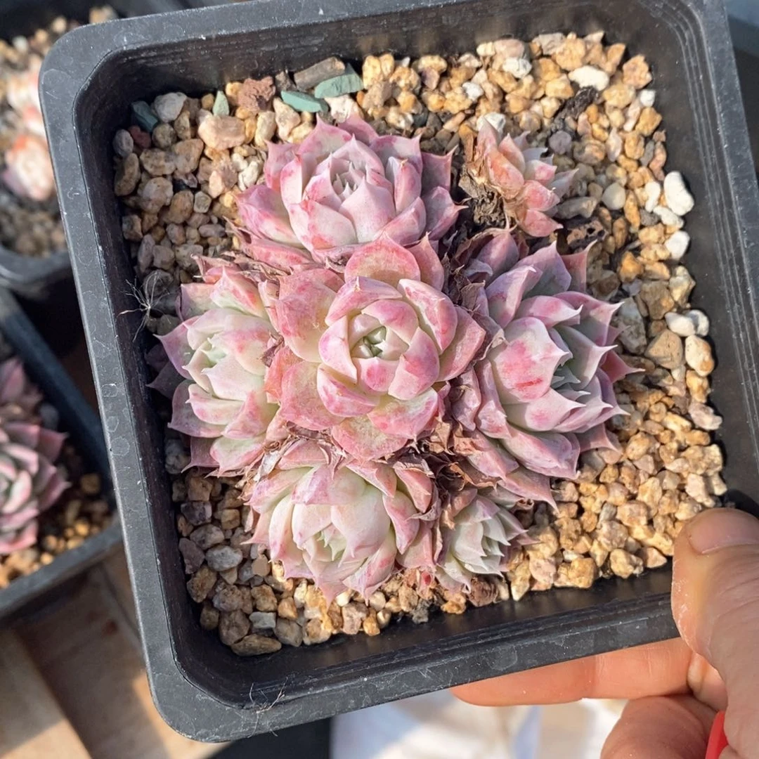 精品多肉一物一拍不包整147