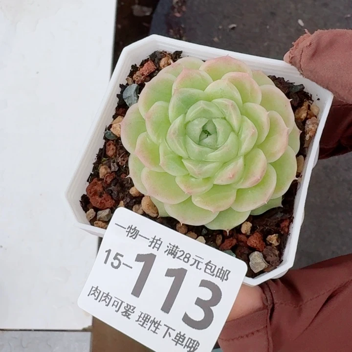 麦秆无盆土发货多肉多肉无