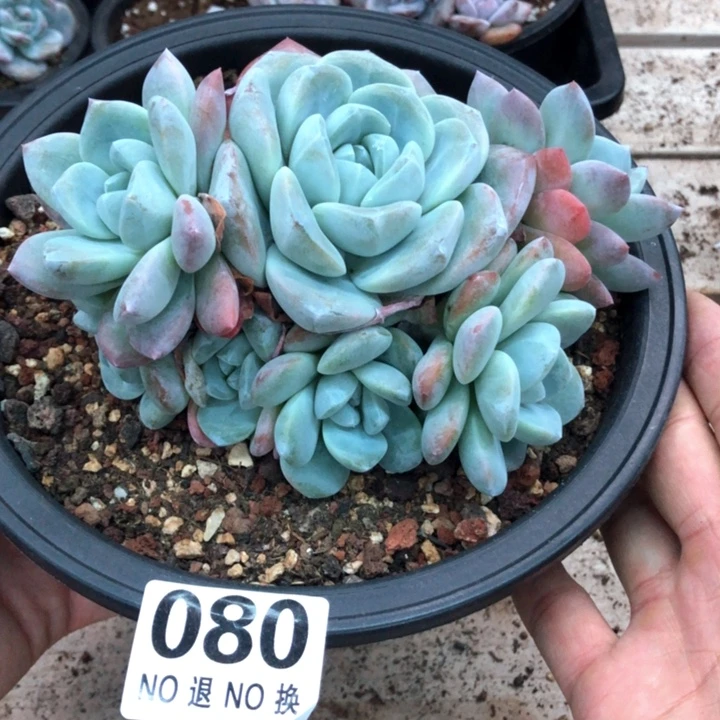 冰玉捧花福利出 080