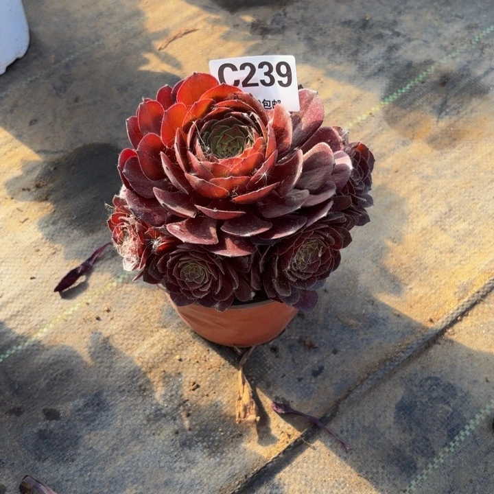 瑞妈多肉植物239黑巴克
