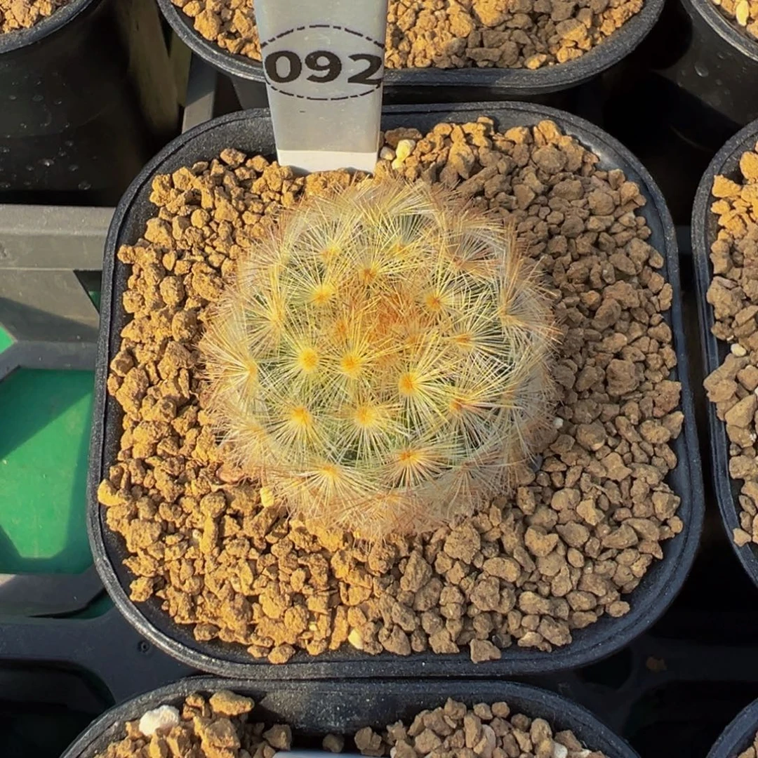 Y***崽092实生根嘉文丸多肉植物带盆土