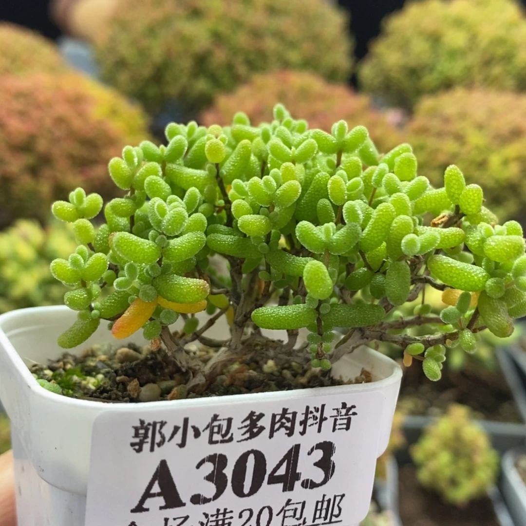 金橘糖球3043枝干番杏